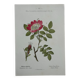 Botanical Plate 1800 Old naturalist engraving 19th century double-sided