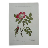 Planche Botanique 1800 Gravure naturaliste ancienne 19eme recto verso