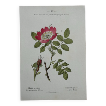 Botanical Plate 1800 Old naturalist engraving 19th century double-sided