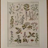 Planche illustrée sur les plantes médicinales (XXV) - 1920