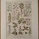 Illustrated plate on medicinal plants (XXV) - 1920
