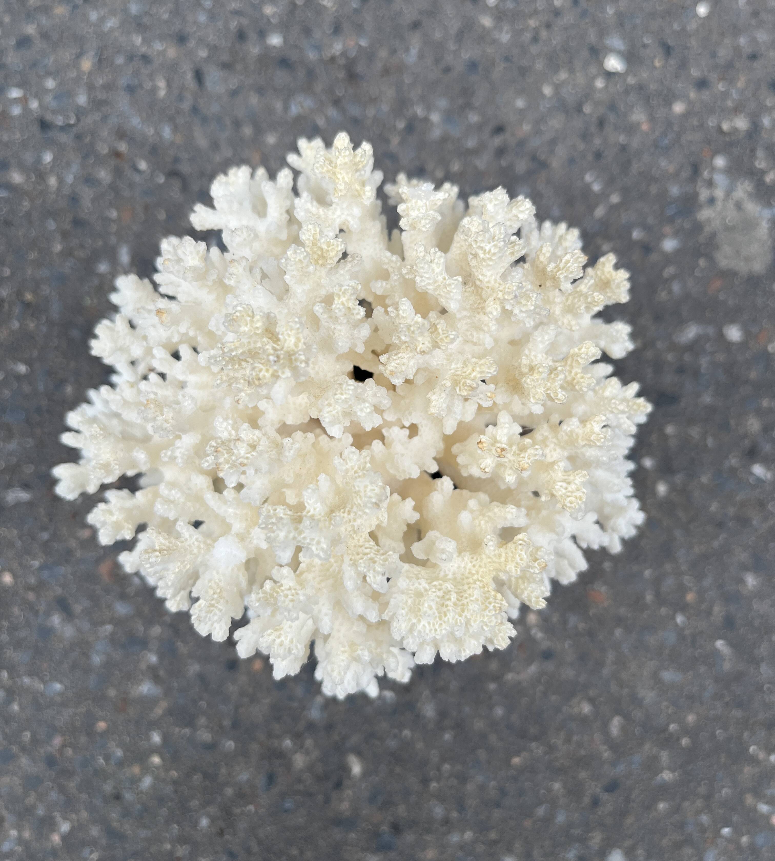 Corail blanc naturel sur socle en bois tourné napoléon iii xixe cabinet de curiosités