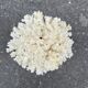 Corail blanc naturel sur socle en bois tourné napoléon iii xixe cabinet de curiosités