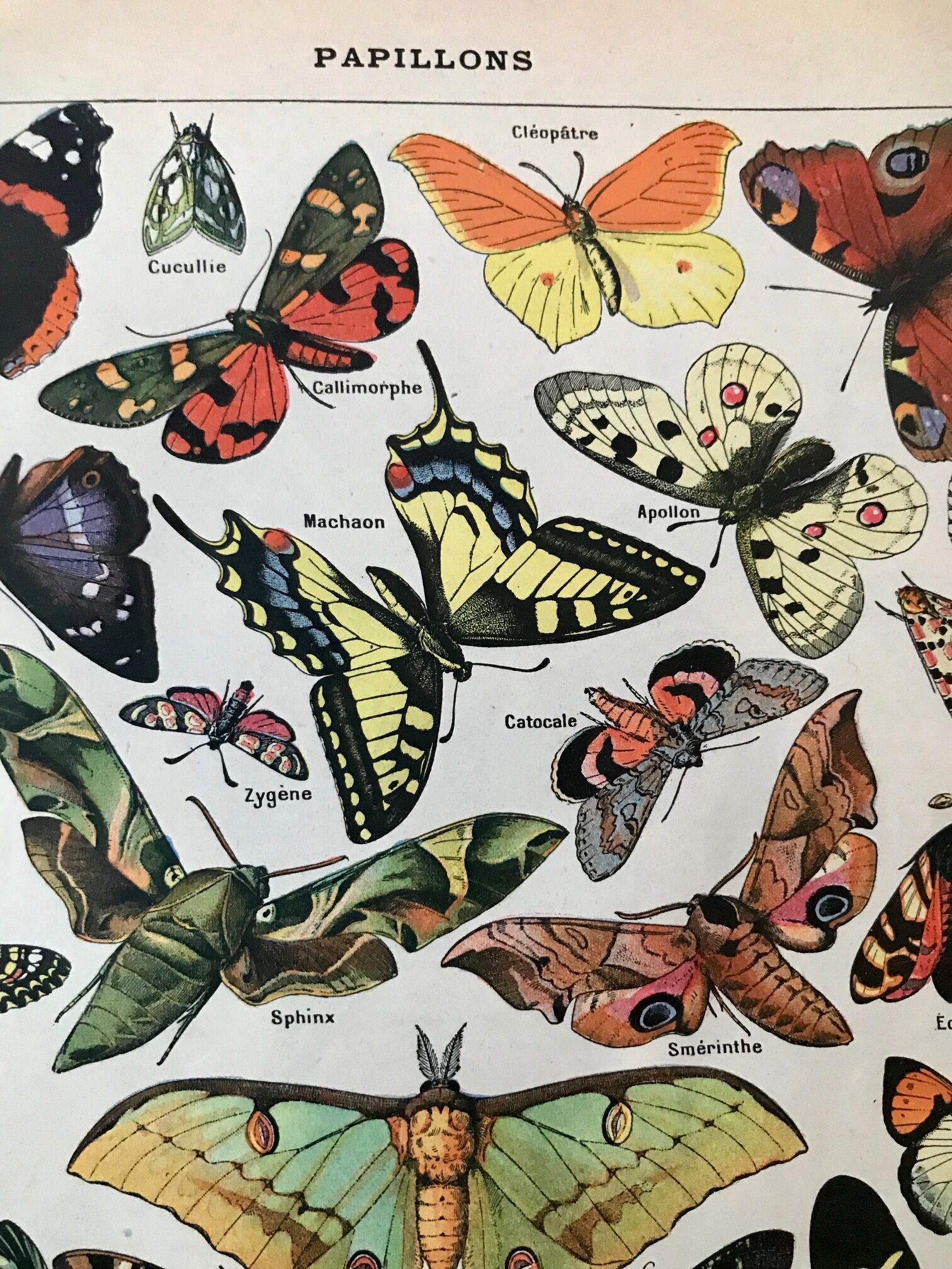 Vintage butterfly board 1922