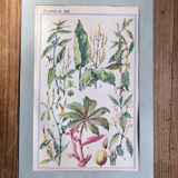 Botanical plate XIII