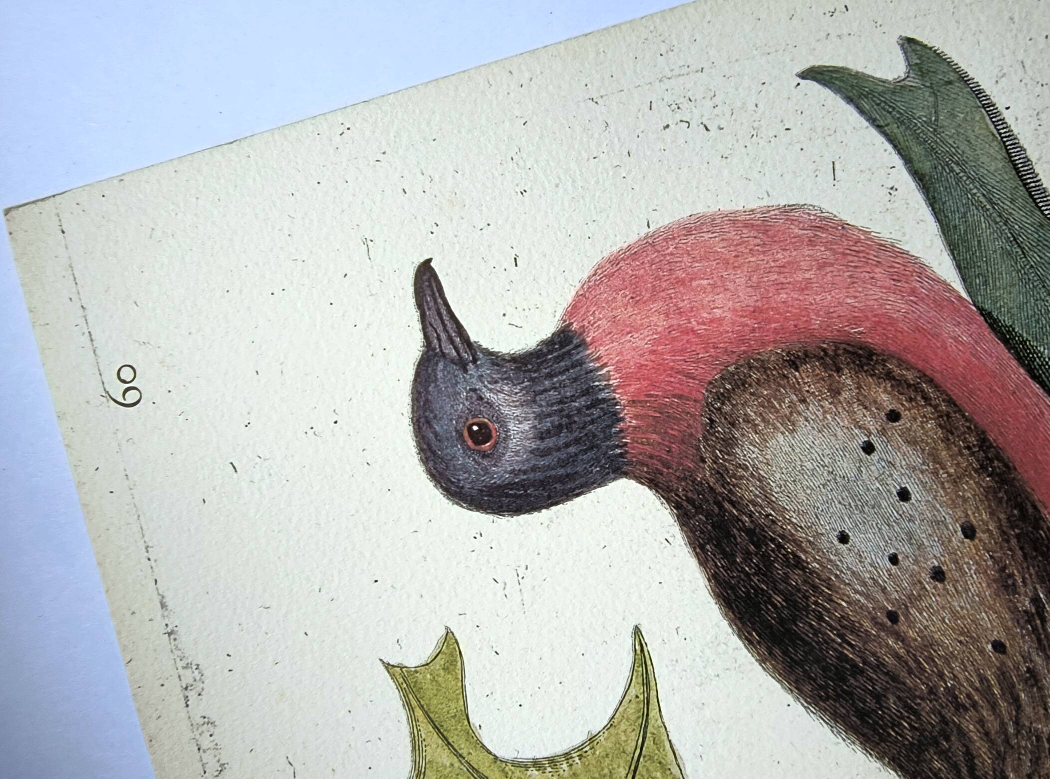 Antique bird plate - Passenger Pigeon - Zoological engraving by Seligmann