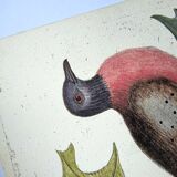 Antique bird plate - Passenger Pigeon - Zoological engraving by Seligmann