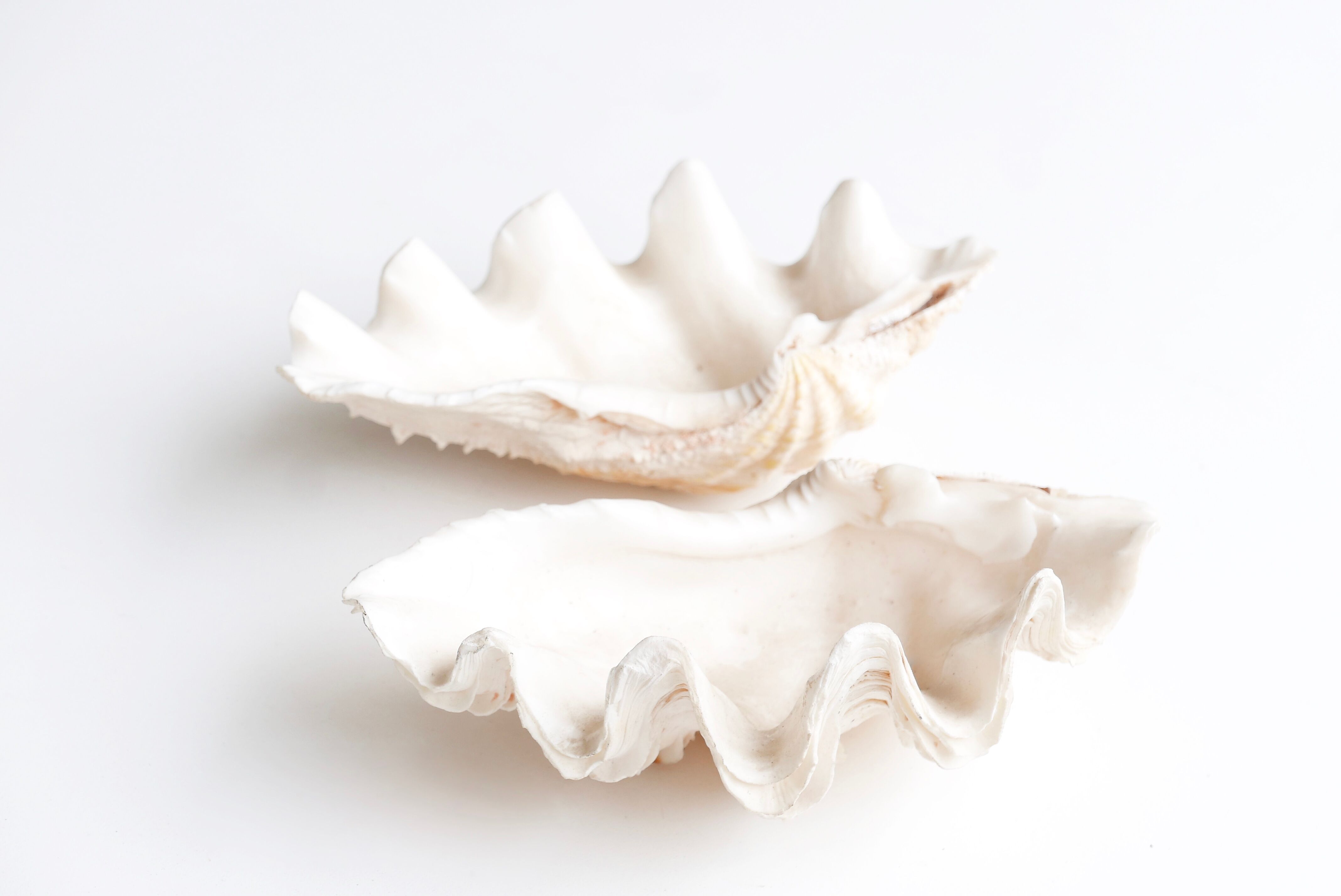 Benign shell for cabinet of curiosities, 70s
