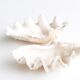 Benign shell for cabinet of curiosities, 70s