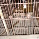 Old wooden bird cage