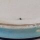 Superb enamel dish from Longwy, signed, year 1940.