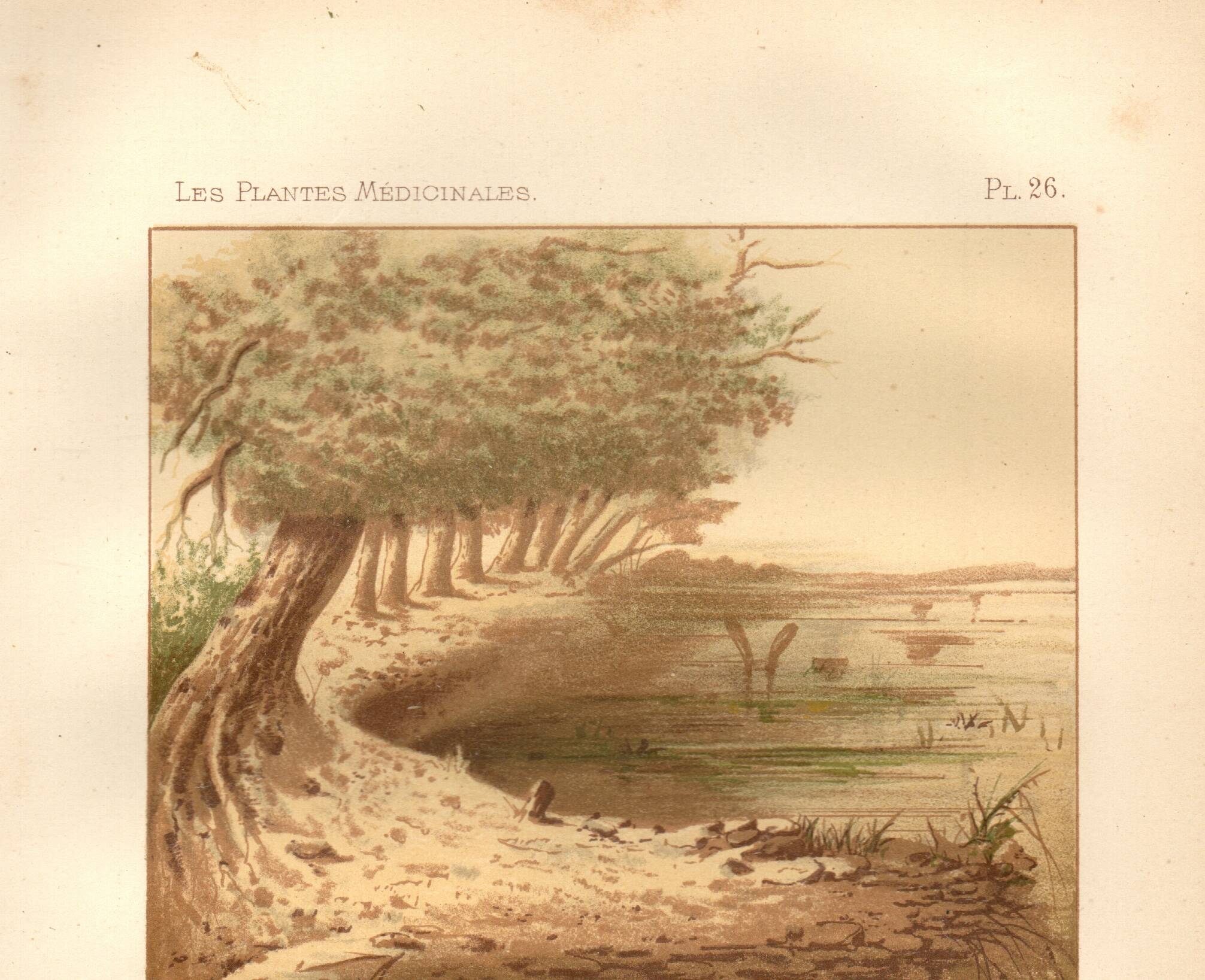 Gravure ancienne de 1889 - Nénuphars aquatiques. Planche botanique vintage