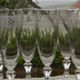 Set of 6 antique crystal champagne flutes. Engraved frieze.