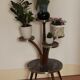 Door plant vintage