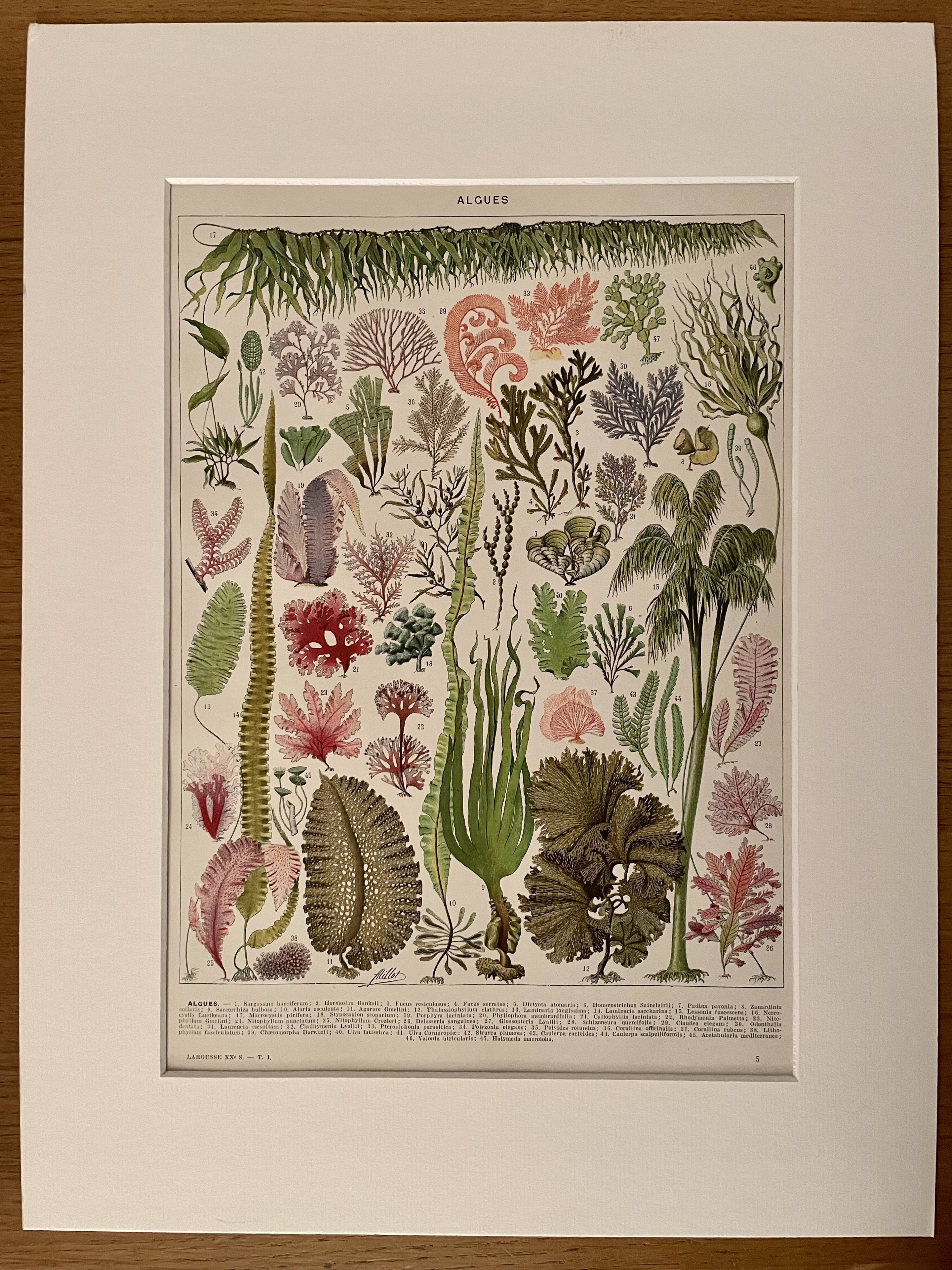 Lithographie sur les algues - 1930