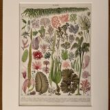 Lithograph on algae - 1930