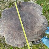 Coffee table log Elm burl? brutalist work 60s 70s