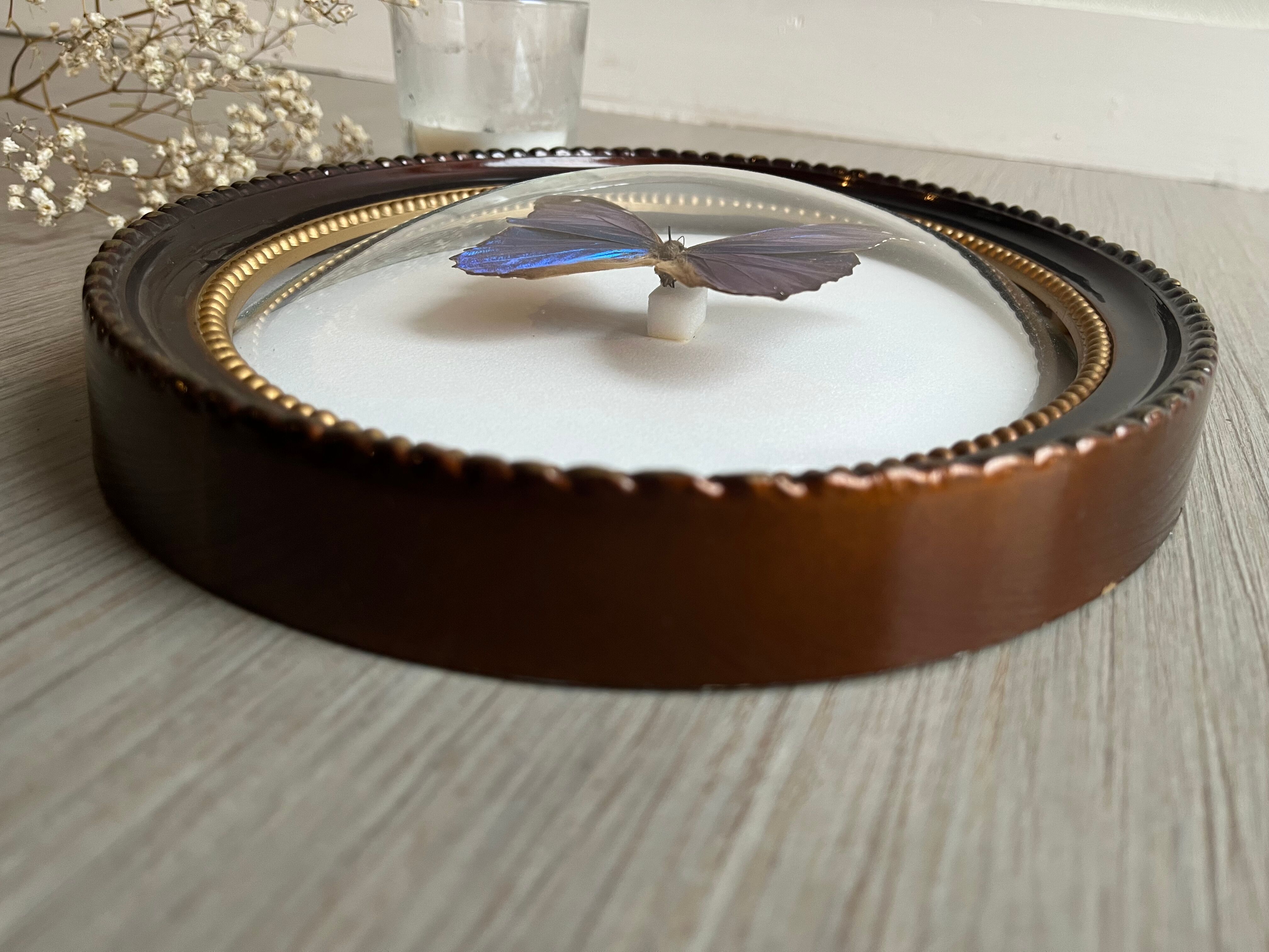 Butterfly domed glass frame "Morpho menelaus"