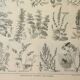Old engraving 1922, Honey plants, flowers, foraging • Lithograph, Original plate