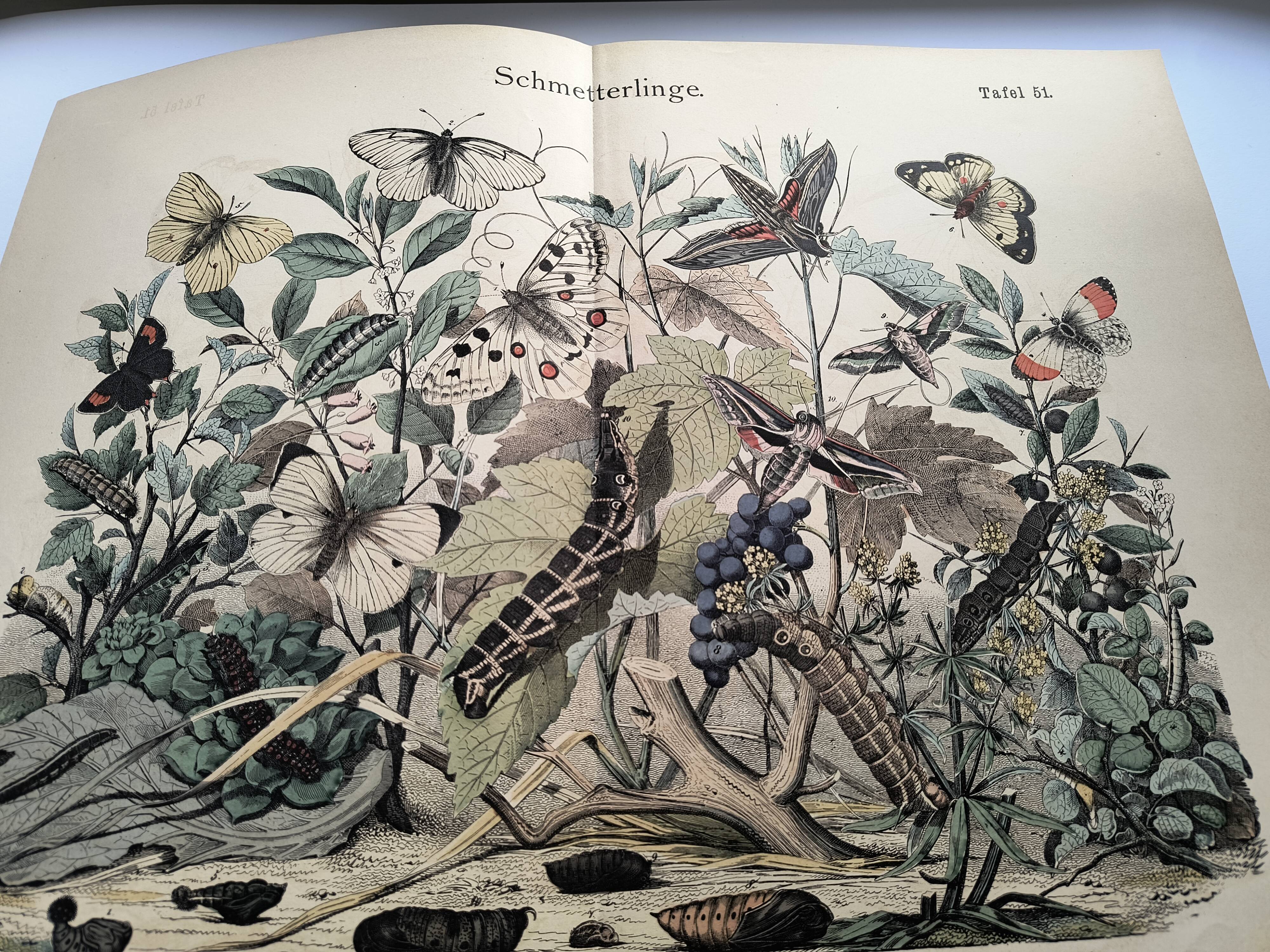 Antique engraving, 1886 - European Butterflies (3). 19th-century chromolithograph