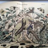 Antique engraving, 1886 - European Butterflies (3). 19th-century chromolithograph