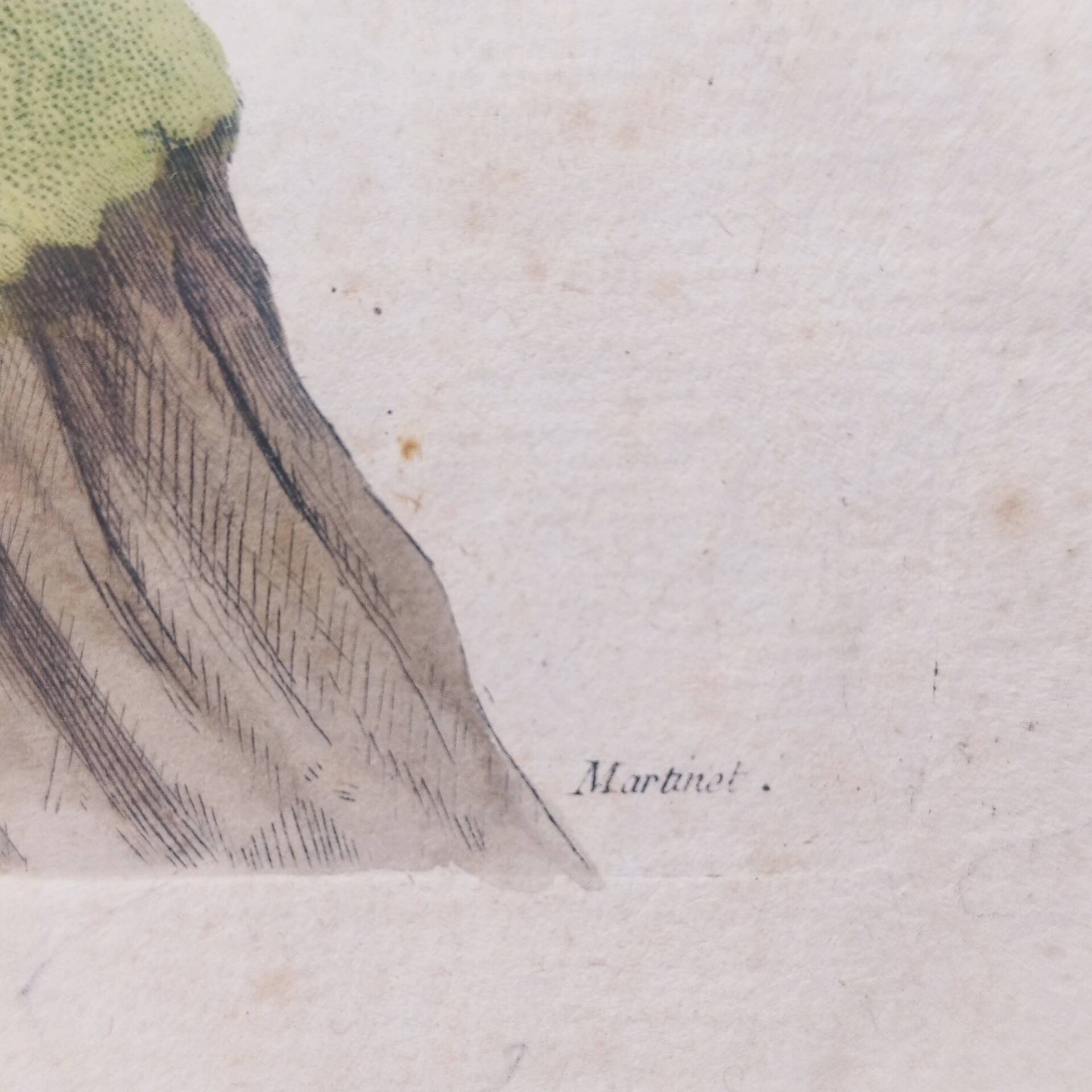 Gravure tableau faisan  oiseau  XVIII ème  F. Martinet
