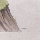 Engraving painting pheasant bird XVIII th F. Martinet