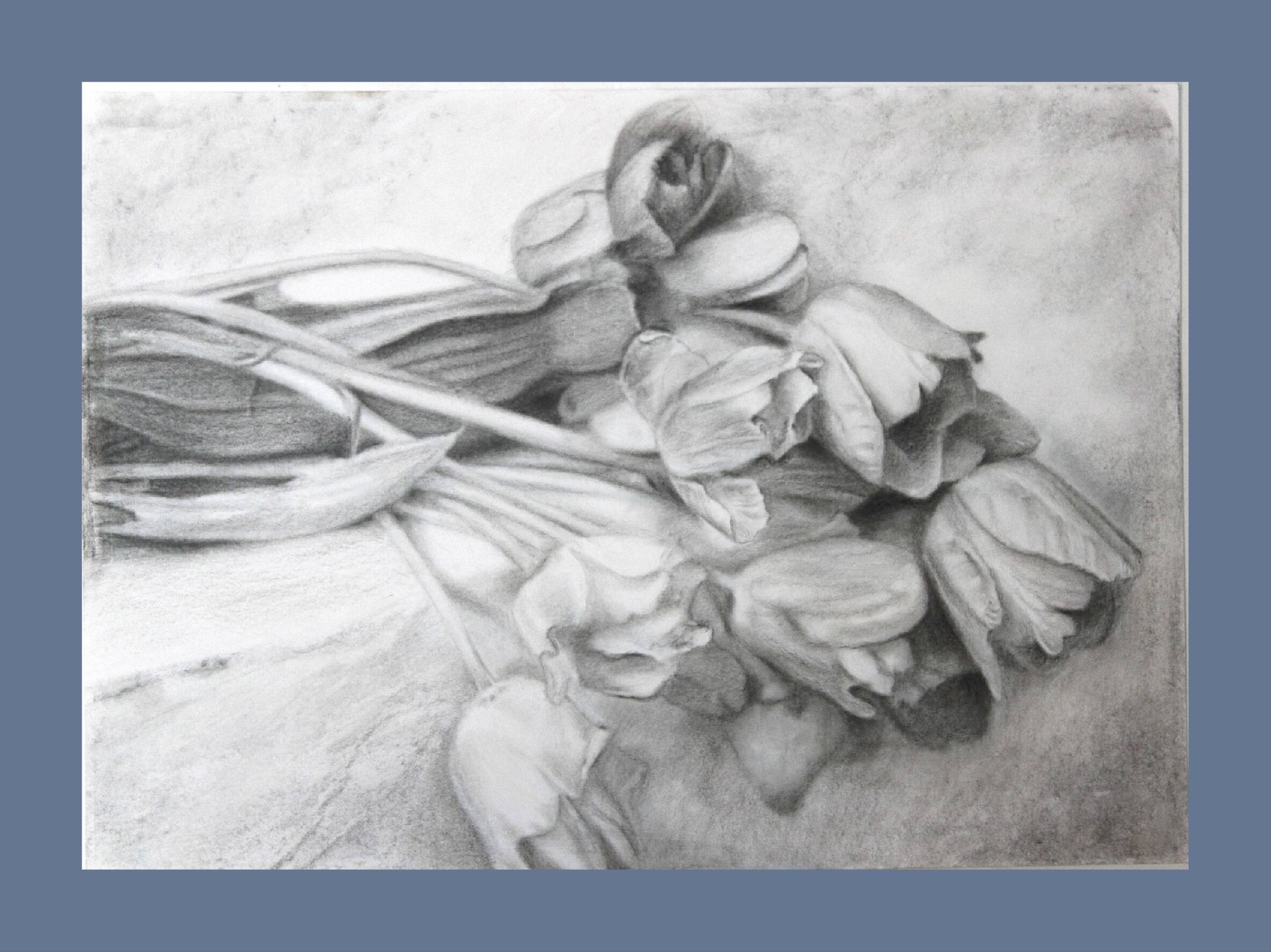 Dibujo de tulipanes a carbono sobre papel. Flowers sketch.