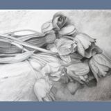 Dibujo de tulipanes a carbono sobre papel. Flowers sketch.