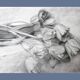 Dibujo de tulipanes a carbono sobre papel. Flowers sketch.