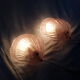 Pair of sconces shell pressed glass sand and Golden steel 1970