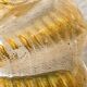 Murano glass scallop shell bowl from Italy with gold glitter trim.