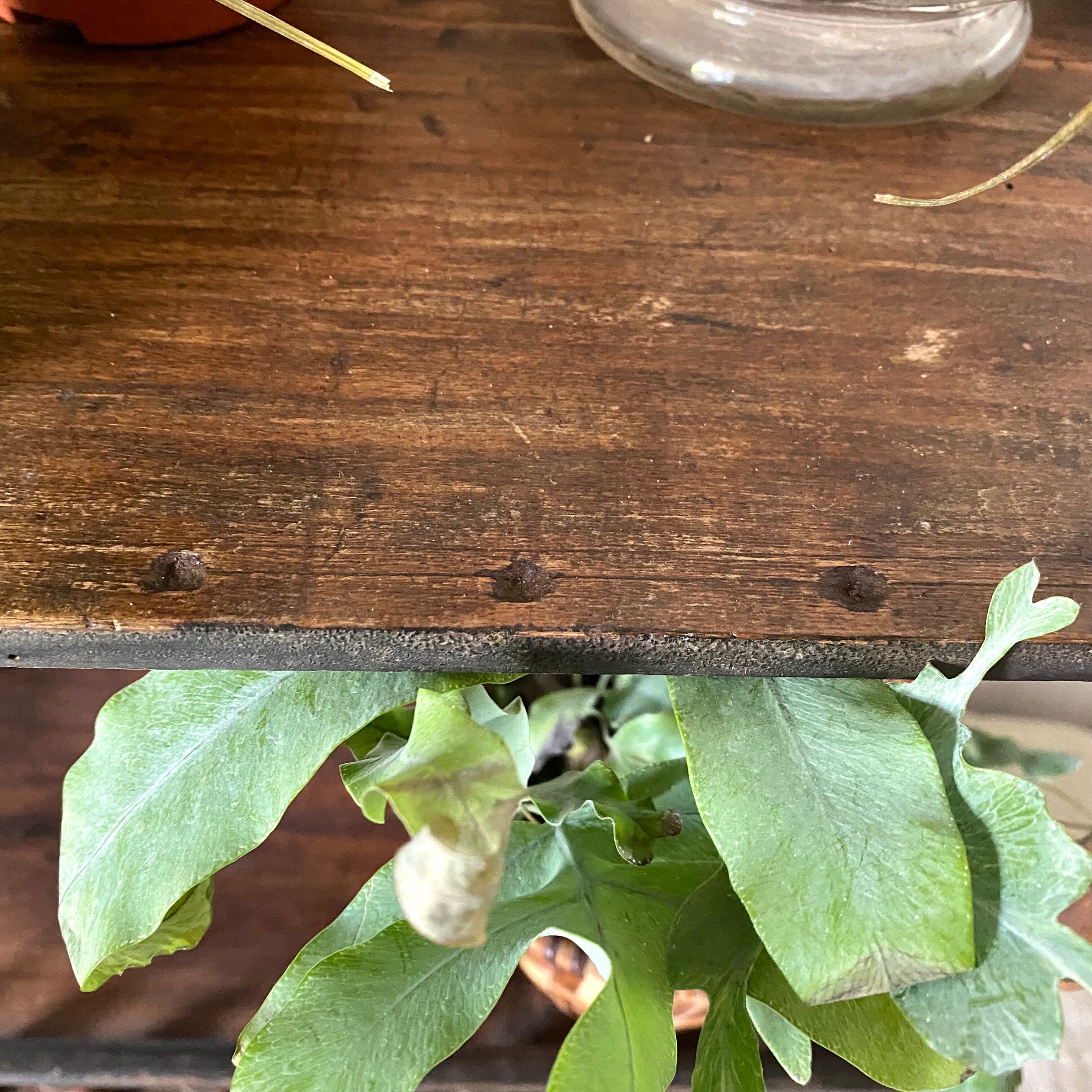 Porte plantes étagères en bois