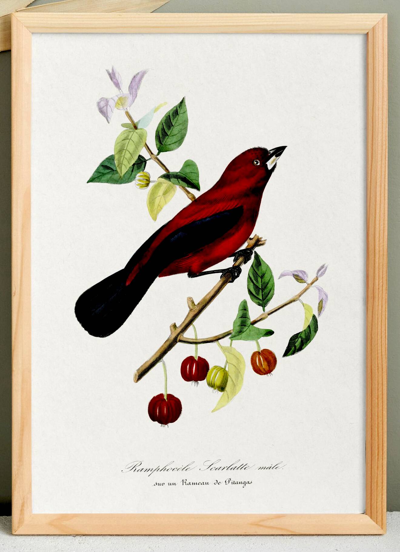 Poster about the Ramphocelus (bird), based on an old engraving from 1842.