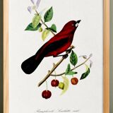 Poster about the Ramphocelus (bird), based on an old engraving from 1842.