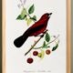 Poster about the Ramphocelus (bird), based on an old engraving from 1842.