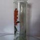 Bocal herboristerie "Epidendrum Vitellinum" en verre décoré et capuchon liège