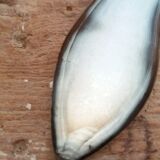 10x23cm beveled hand mirror