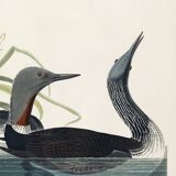 Poster about the Catmarin Diver, based on an old engraving from 1827.