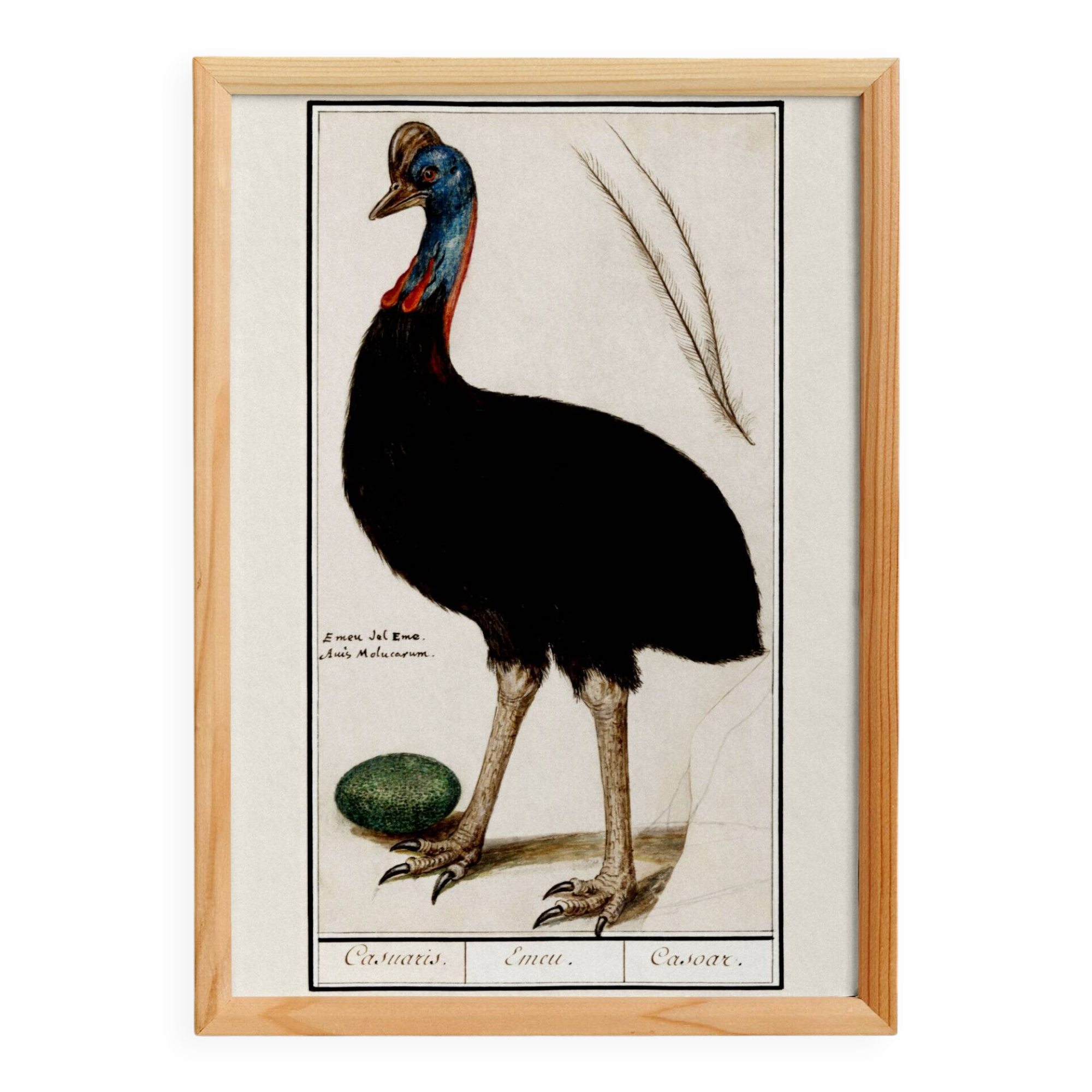 Small poster about the emu, after an old engraving from 1610.