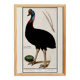 Small poster about the emu, after an old engraving from 1610.