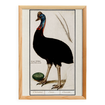 Small poster about the emu, after an old engraving from 1610.