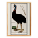 Small poster about the emu, after an old engraving from 1610.