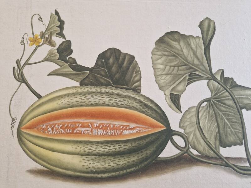 La Roche Laffitte (Born in 1943) - Watercolour drawing on silk - Melon