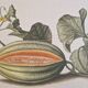 La Roche Laffitte (Born in 1943) - Watercolour drawing on silk - Melon