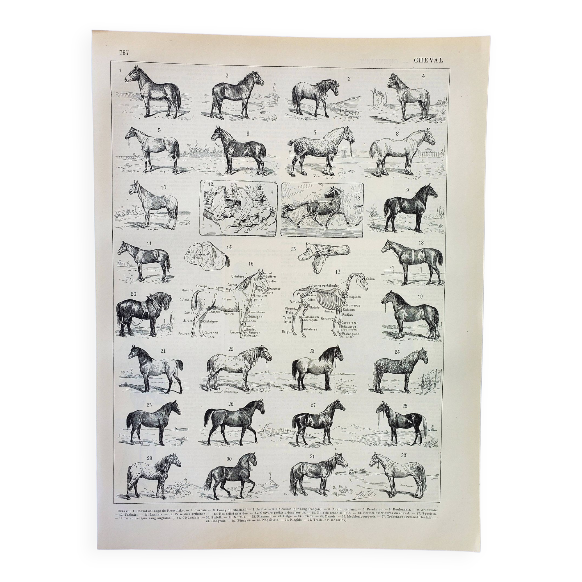 Old engraving 1898, Horses, breed, anatomy, race • Original and vintage lithograph