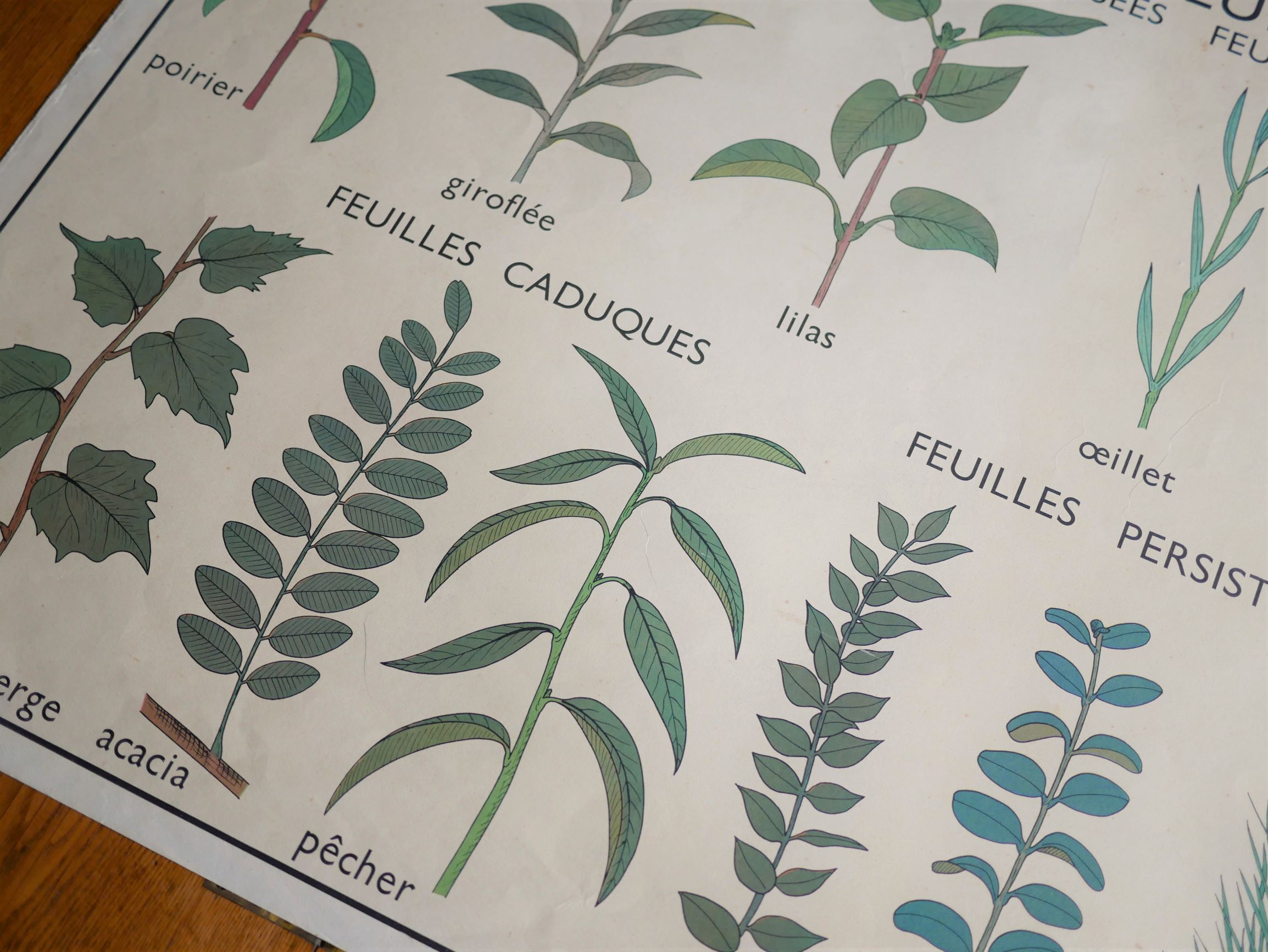 Affiche botanique d'école vintage « Disposition des Feuilles »