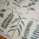 Affiche botanique d'école vintage « Disposition des Feuilles »