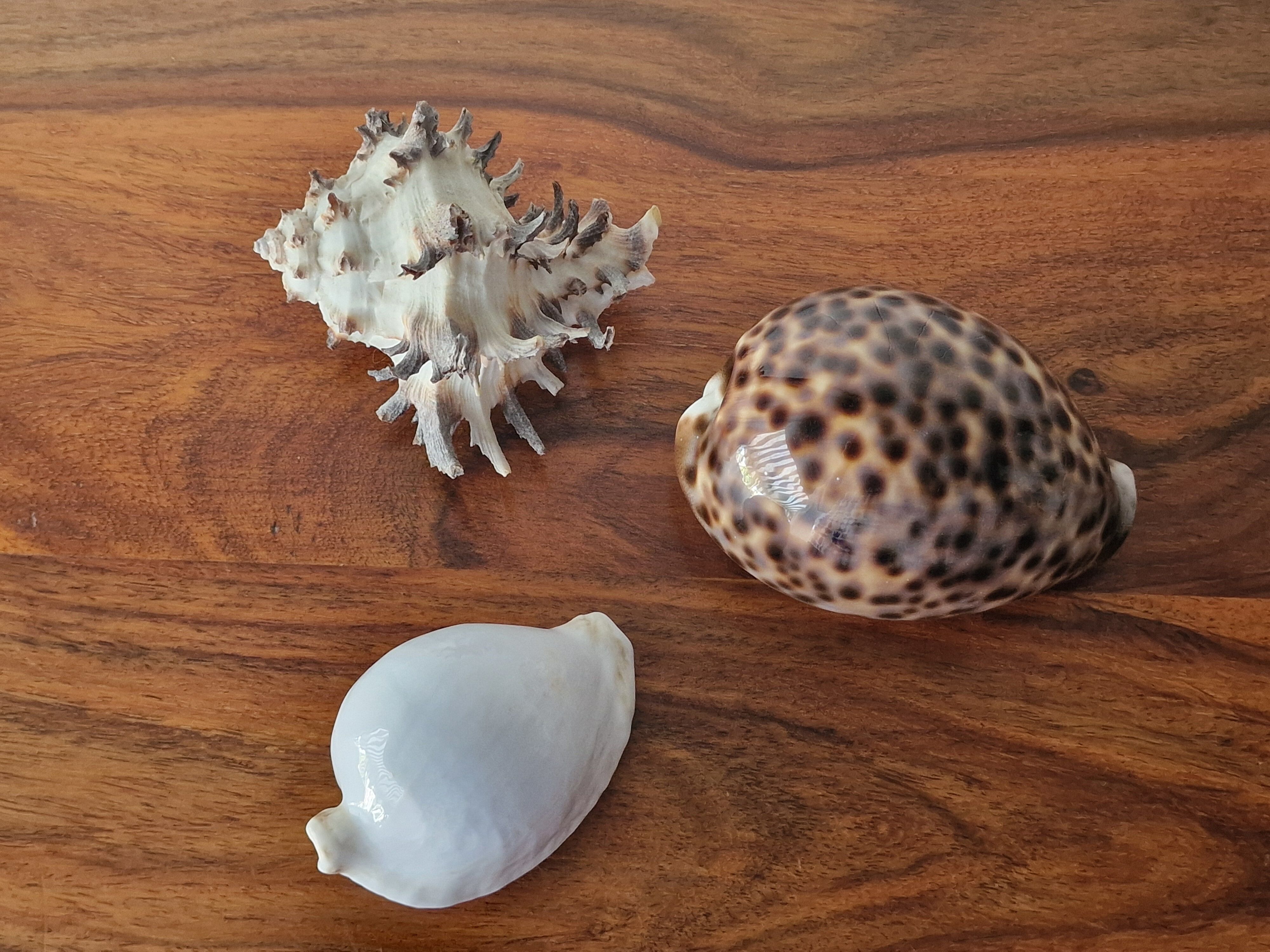 Ancient shell collection