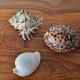 Ancient shell collection